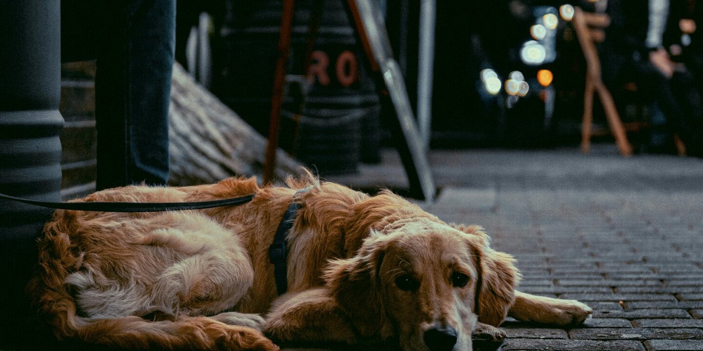 Auf dem LWH sind keine Hunde erlaubt