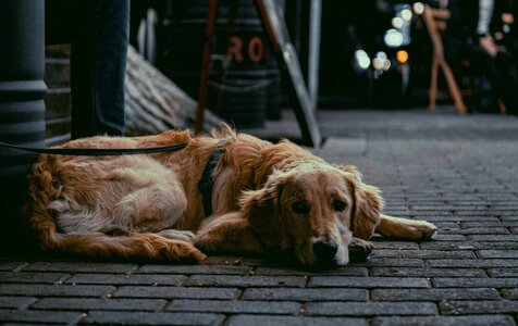 Auf dem LWH sind keine Hunde erlaubt