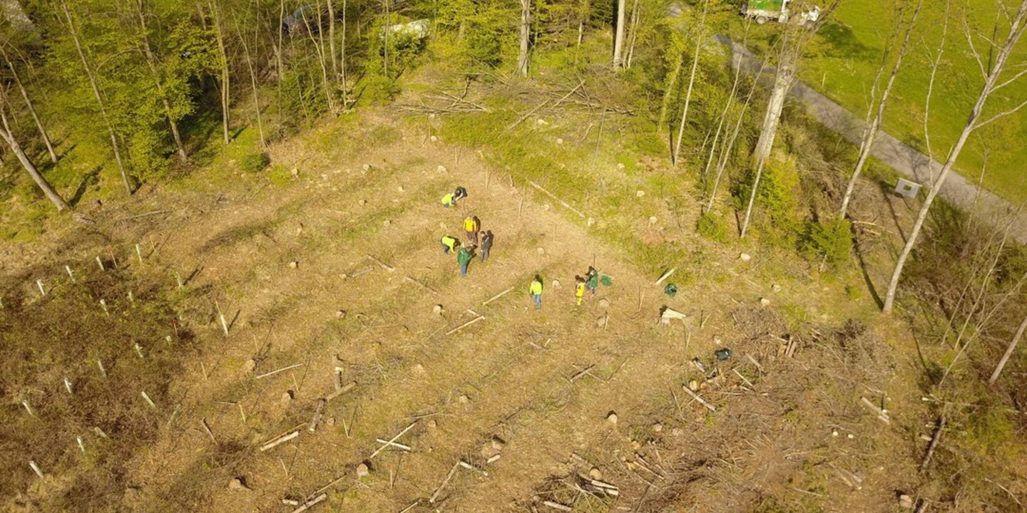 Werde Teil unseres LWH-Waldes!